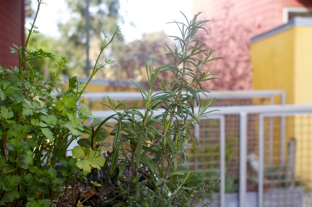 Herbs for Barley Wine Chicken